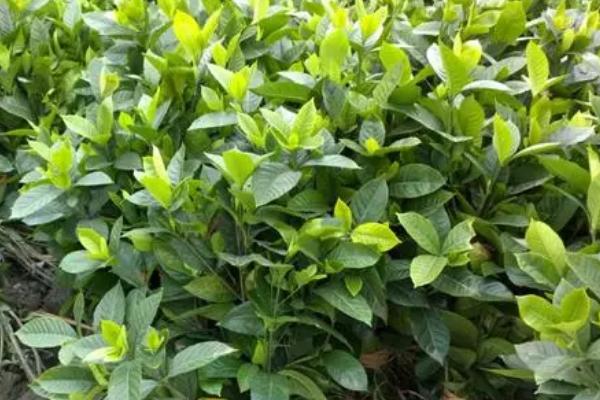 种植栀子用什么土合适，肥沃且疏松透气的土壤最佳