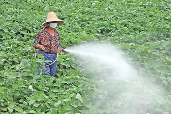 大豆除草剂品种如何选择，把使用性放在首位