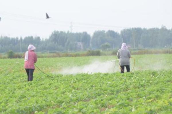 大豆除草剂品种如何选择，把使用性放在首位
