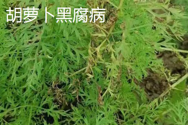 常见的胡萝卜病害有哪些，需针对性防治