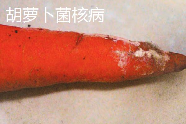 常见的胡萝卜病害有哪些，需针对性防治