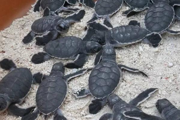 海龟为什么会挖坑下蛋，繁殖季节会长途旅行