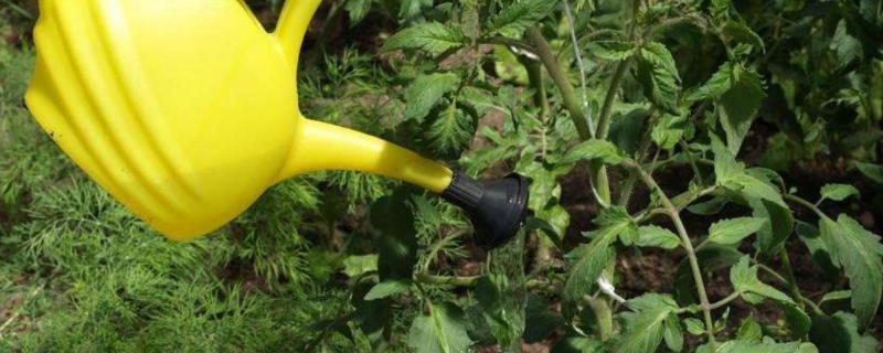 茄果类蔬菜如何浇水