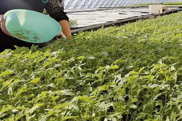 茄果类蔬菜如何浇水，定植缓苗水很重要