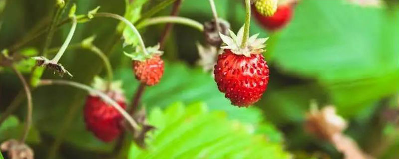 野草莓的移栽方法