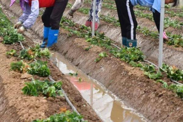 野草莓的移栽方法，栽种时根系要平展埋入土层中