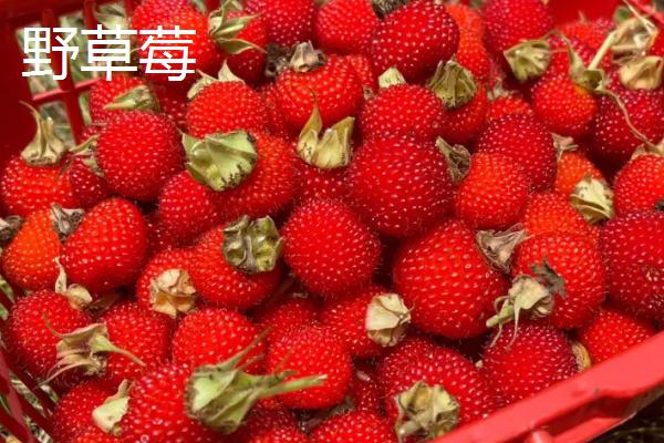 野草莓的移栽方法，栽种时根系要平展埋入土层中
