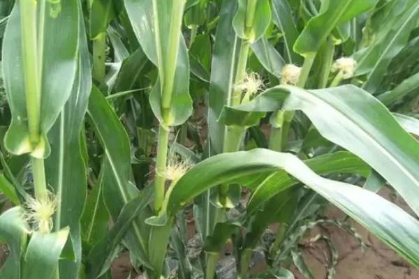 夏玉米去雄增产方法，直播种植时可以隔1行去1行