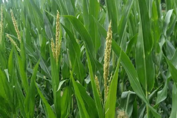夏玉米去雄增产方法，直播种植时可以隔1行去1行