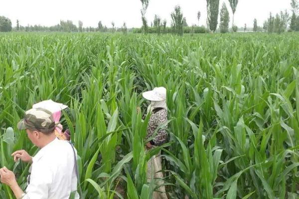 夏玉米去雄增产方法，直播种植时可以隔1行去1行