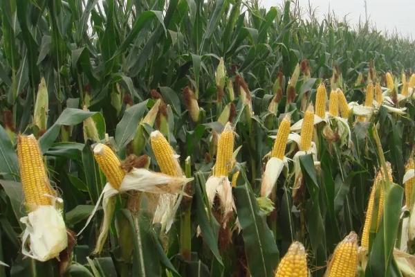 夏玉米去雄增产方法，直播种植时可以隔1行去1行