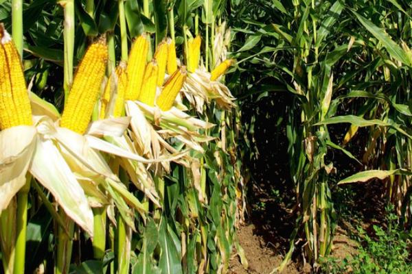 夏玉米去雄增产方法，直播种植时可以隔1行去1行