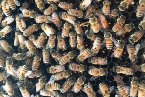 急造王台留几个好，2-3个为好