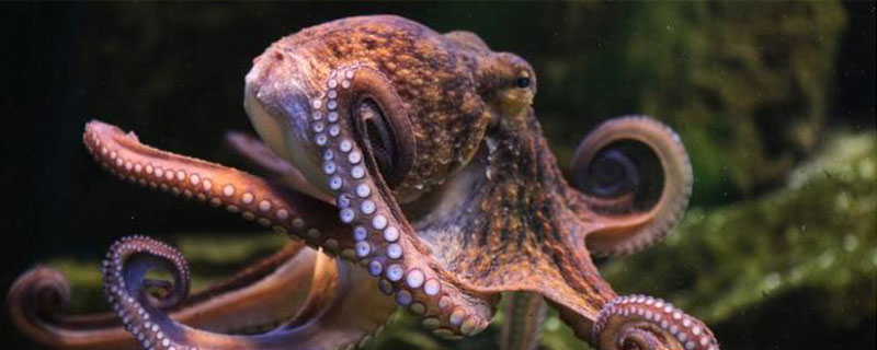 海里的章鱼有几条触手
