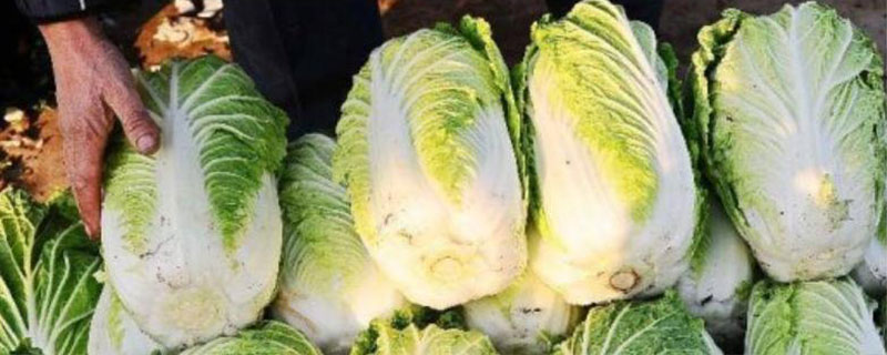 白菜萎缩症状