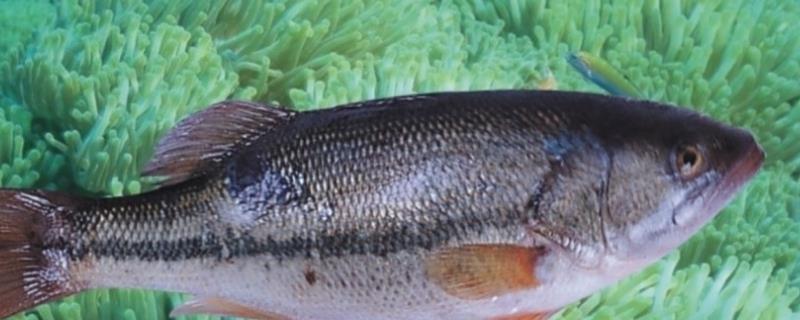 淡水鲈鱼和海鲈鱼的区别