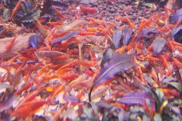 极火虾与樱花虾是否会繁殖，饲养在一起两者会进行杂交