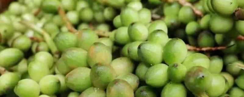 用什么土壤种植益智