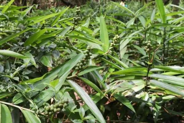 用什么土壤种植益智，疏松且偏酸性的土壤较合适