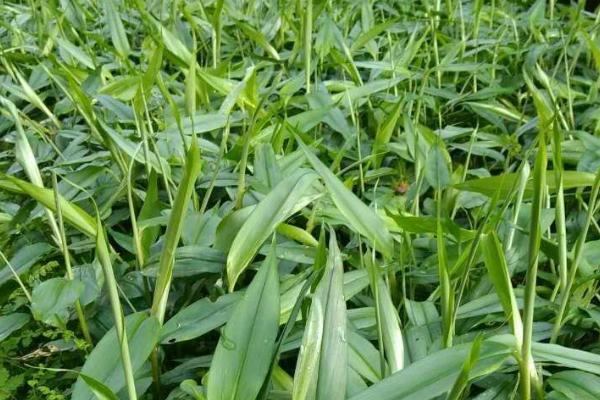 用什么土壤种植益智，疏松且偏酸性的土壤较合适