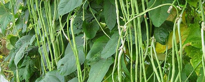春季怎么种植豆角