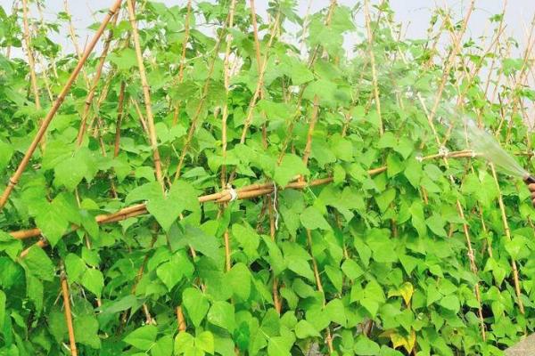 春季怎么种植豆角，需在大棚中育苗