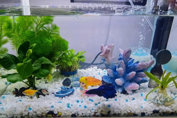 鱼缸水起白雾怎么办，需定期换水