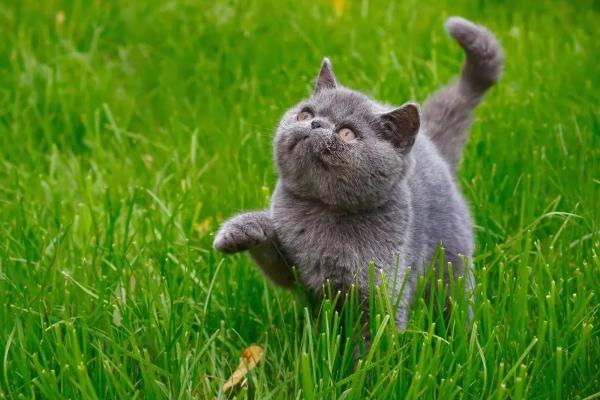 猫咪跑酷的原因，有可能是发情导致