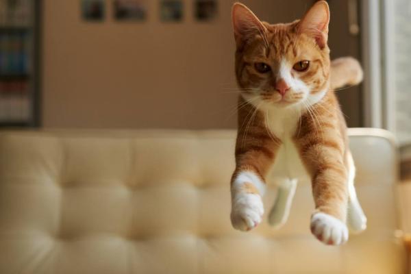 猫咪跑酷的原因，有可能是发情导致
