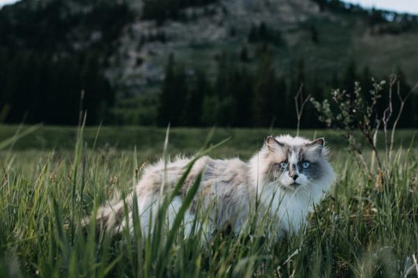 猫咪跑酷的原因，有可能是发情导致