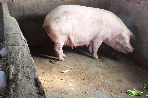 母猪生下来都是死胎怎么回事，可能存在遗传缺陷