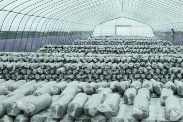香菇产量低是什么原因导致的，在民间素有“山珍”之称