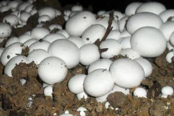 香菇产量低是什么原因导致的，在民间素有“山珍”之称