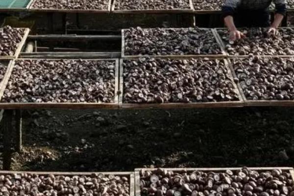 香菇产量低是什么原因导致的，在民间素有“山珍”之称