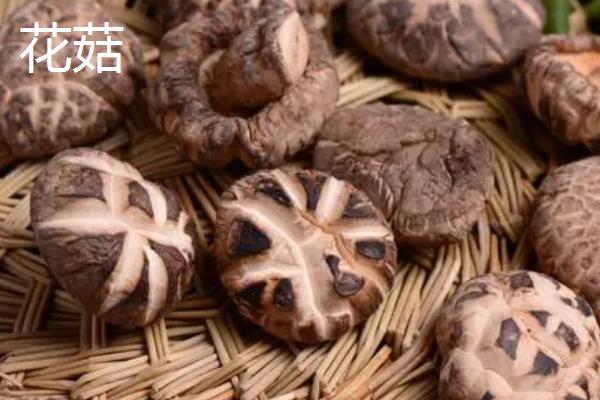 香菇产量低是什么原因导致的，在民间素有“山珍”之称