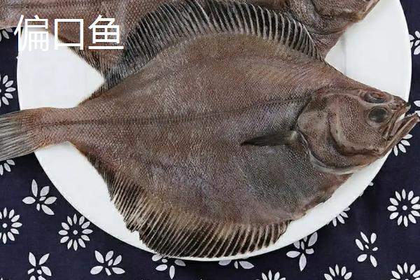 偏口鱼的价格，种类繁多价格不等