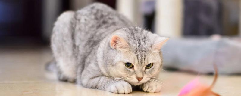 给猫剪指甲流血了怎么办