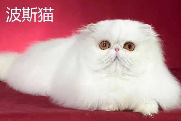 给猫剪指甲流血了怎么办，根据剪伤的程度决定