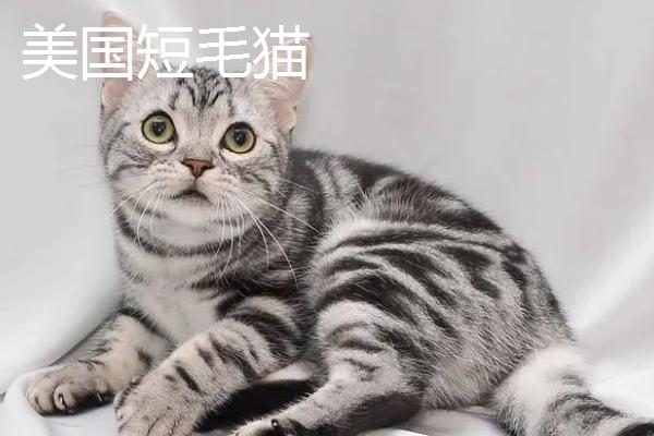 给猫剪指甲流血了怎么办，根据剪伤的程度决定