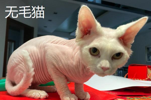 给猫剪指甲流血了怎么办，根据剪伤的程度决定