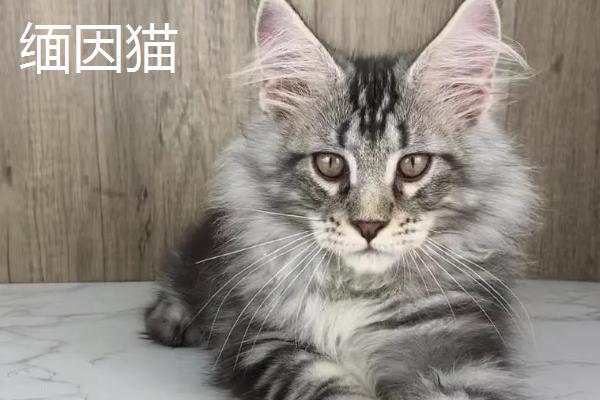 给猫剪指甲流血了怎么办，根据剪伤的程度决定