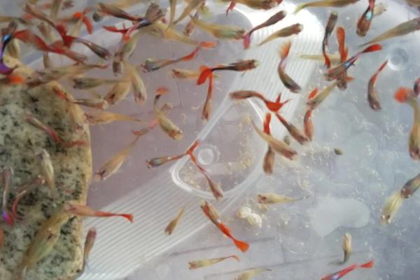 孔雀鱼苗能否用隔离盒放在大缸中，放在大缸中可让它们快速适应外界环境