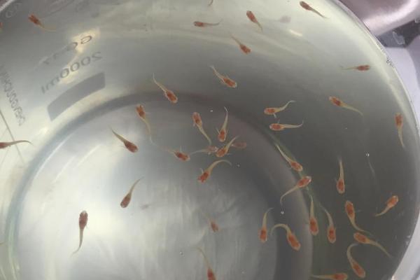 孔雀鱼苗能否用隔离盒放在大缸中，放在大缸中可让它们快速适应外界环境