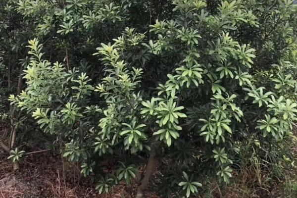 杨梅树不结果的原因，可能是光照不足或缺少授粉树所导致