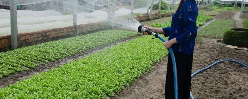 使用全水溶性肥料的技巧