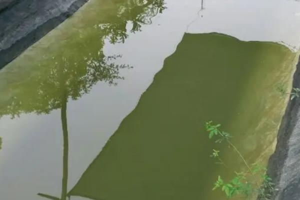 鱼苗入池后用什么消毒，可使用食盐或生石灰