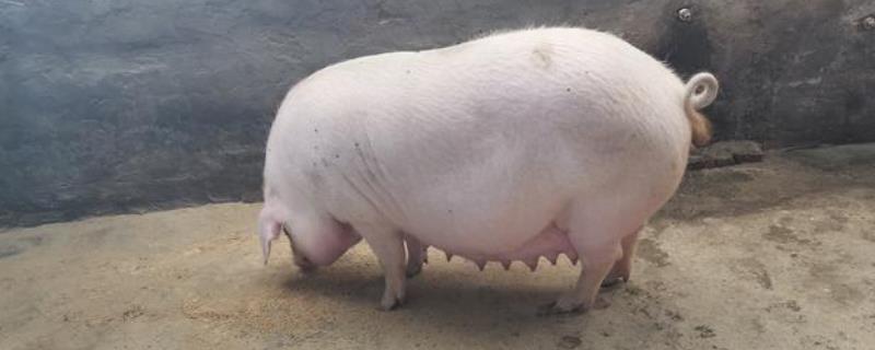 母猪怀孕100天不进食如何处理