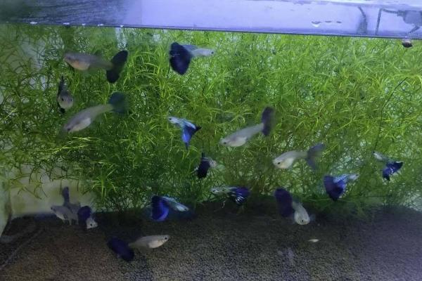 孔雀鱼换水时能否添加热水，添加时温差不能超过3℃