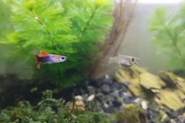 孔雀鱼换水时能否添加热水，添加时温差不能超过3℃