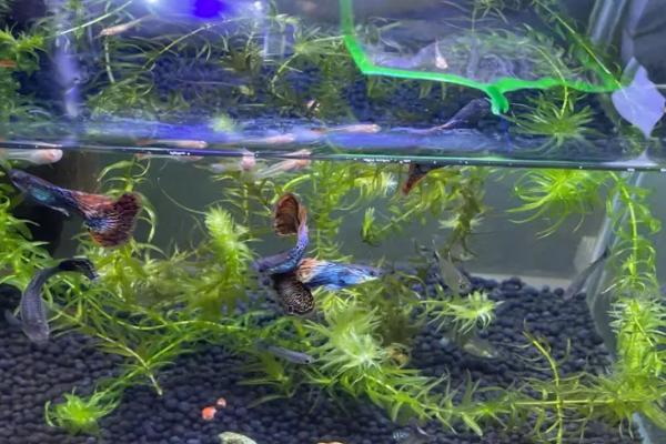 孔雀鱼换水时能否添加热水，添加时温差不能超过3℃